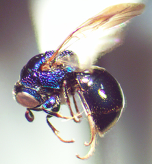 Omalus iridescens