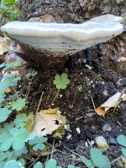 Trametes