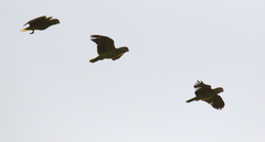 Amazona viridigenalis