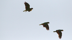 Amazona viridigenalis