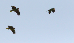 Amazona viridigenalis