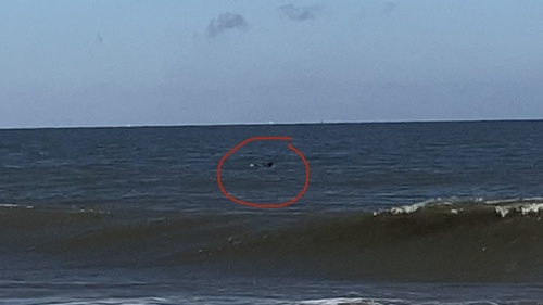Tamanend's Bottlenose Dolphin photographed in Delaware