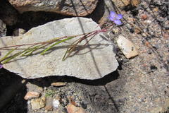 Heliophila subulata