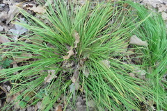 Carex montana