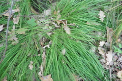 Carex montana