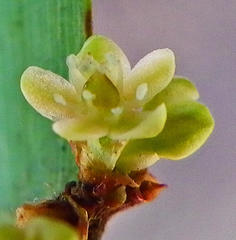 Muehlenbeckia platyclada