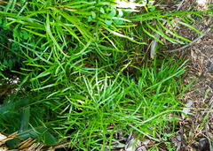 Muehlenbeckia platyclada