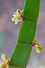 Muehlenbeckia platyclada