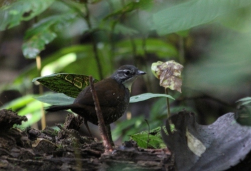 Rusty-belted Tapaculo (Liosceles thoracicus), photo 5