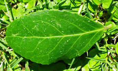 Mystroxylon aethiopicum schlechteri