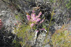 Erica newdigatei