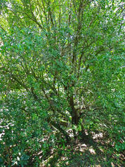 Mystroxylon aethiopicum schlechteri