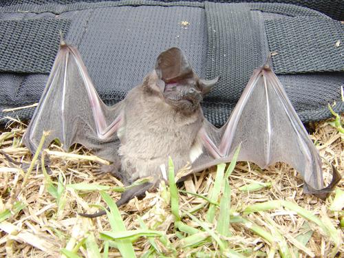 Little Free-tailed Bat