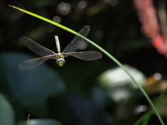 Aeshna cyanea