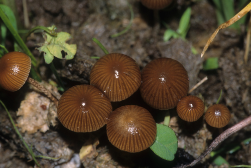 dung-loving Deconica