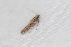 Aristotelia rubidella