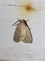Amolita obliqua