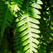 Ecklon's Polypody - Photo (c) Kathy, some rights reserved (CC BY-NC), uploaded by Kathy
