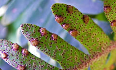 Pleopeltis ecklonii