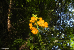 Senna stipulacea