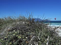 Cladoraphis cyperoides