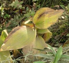 Cypripedium reginae