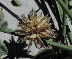 Cladoraphis cyperoides