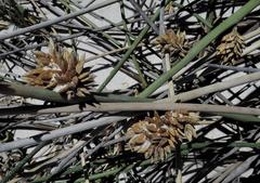 Cladoraphis cyperoides