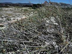 Cladoraphis cyperoides