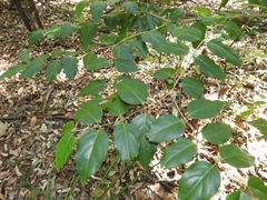 Psydrax lamprophylla