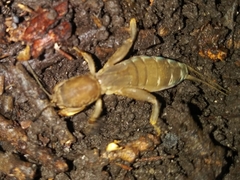 Neocurtilla