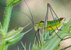 Poecilimon thoracicus