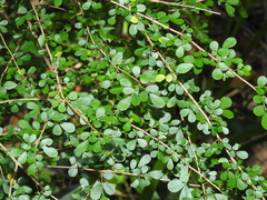 Phyllanthus microcladus
