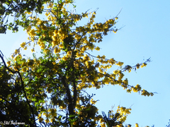 Sophora cassioides