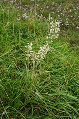 Silene multiflora