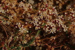 Cuscuta nitida