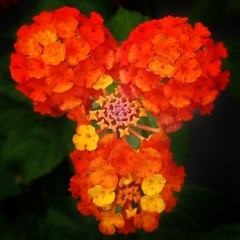 Lantana camara