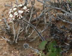 Pelargonium moniliforme