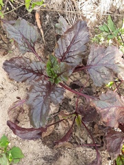 Beta vulgaris vulgaris