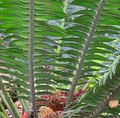 Encephalartos transvenosus