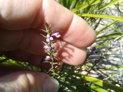 Muraltia juniperifolia