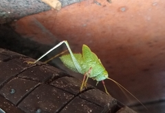 Phaneropterinae