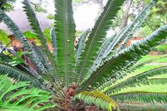 Encephalartos transvenosus
