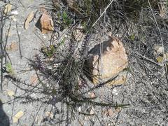 Muraltia juniperifolia