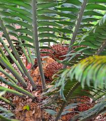 Encephalartos transvenosus