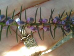 Muraltia juniperifolia