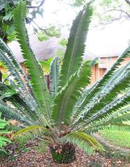 Encephalartos transvenosus