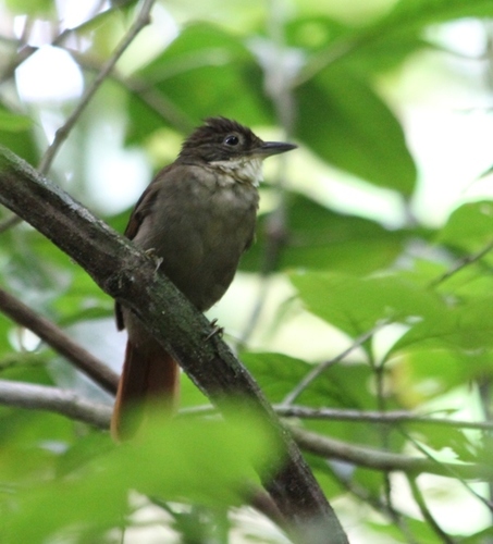 Olive-backed Foliage-gleaner (Automolus infuscatus), photo 9