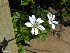 Stellaria chilensis