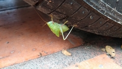 Phaneropterinae